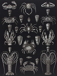 STEPHEN ALDRICH - More Wonders of the Great Deep, collage, shellfish, sea life, creatures