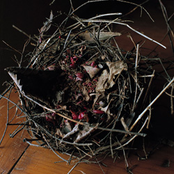 WENDY BURTON - Academy Hill Road, Dutchess County, New York, photograph, nest