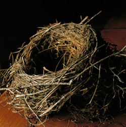 WENDY BURTON - Attlebury Hill Road, Dutchess County, New York, photograph, nest