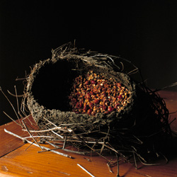 WENDY BURTON - Berries, Hunns Lake Point, Dutchess County, New York, photograph, nest