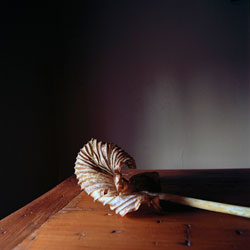 WENDY BURTON - Botanical, photograph, leaf, still life