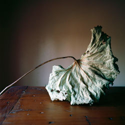 WENDY BURTON - Botanical, photograph, leaf, still life