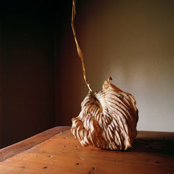 WENDY BURTON - Botanical, photograph, leaf, still life