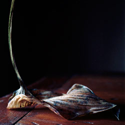 WENDY BURTON - Botanical, photograph, leaf, still life