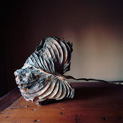 WENDY BURTON - Botanical, photograph, leaf, still life