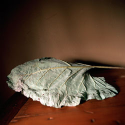 WENDY BURTON - Botanical, photograph, leaf, still life