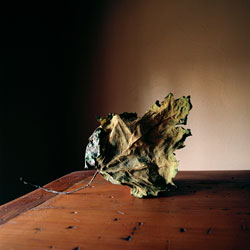 WENDY BURTON - Botanical, photograph, leaf, still life