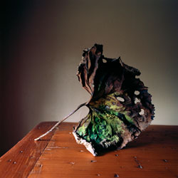 WENDY BURTON - Botanical, photograph, leaf, still life