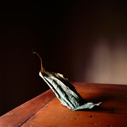 WENDY BURTON - Botanical, photograph, leaf, still life