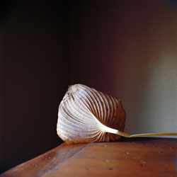 WENDY BURTON - Botanical, photograph, petal, still life