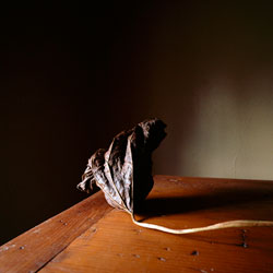 WENDY BURTON - Botanical, photograph, leaf, still life