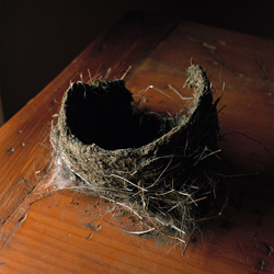 WENDY BURTON - Broken Nest, County Route 2, Columbia County, New York, photograph, nest