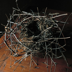 WENDY BURTON - Buttercup Sanctuary, Hunns Lake Point, Dutchess County, New York, photograph, nest