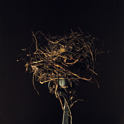 WENDY BURTON - Candlestick, Hunns Lake Point, Dutchess County, New York, photograph, nest