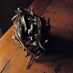 WENDY BURTON - Mt. Ross, Columbia County, New York, photograph, nest