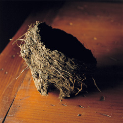 WENDY BURTON - Woodstock, Ulster County, New York, photograph, nest