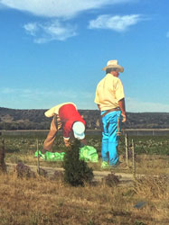 JOHN CERNEY - Harvesting Crew, Salinas, California, painting, mural