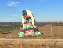 JOHN CERNEY - Harvesting Crew, Salinas, California, painting, mural