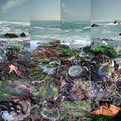 MATTHEW CHASE-DANIEL - North of Pfieffer, Big Sur, California, photograph, collage, landscape, ocean