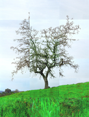 MATTHEW CHASE-DANIEL - Oak, San Anselmo, photograph, collage, landscape, tree