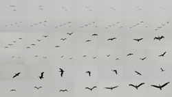 MATTHEW CHASE-DANIEL - Pelicans, Point Lobos, California, photograph, collage, birds