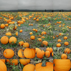 MATTHEW CHASE-DANIEL - Pumpkins, East of Arcata, California, photograph, collage, landscape