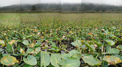 MATTHEW CHASE-DANIEL - Swamp, South of Crescent City, California, photograph, collage, landscape