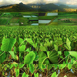 MATTHEW CHASE-DANIEL - Taro, Hanelei Valley, Kauai, Hawaii, photograph, collage, landscape