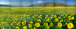 MATTHEW CHASE-DANIEL - Sunflowers, Death Valley, California, photograph, collage, landscape