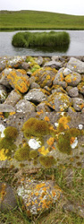 MATTHEW CHASE-DANIEL - Lichen, Grettislaug, Iceland, photograph, collage, landscape