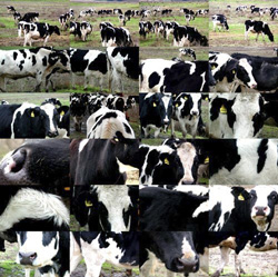 MATTHEW CHASE-DANIEL - Novato, California, photograph, collage, cows