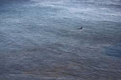 RICHARD EHRLICH - Malibu Surfer Series, photograph, California, ocean