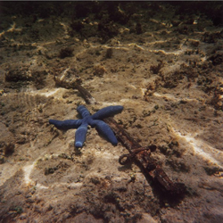 JAMES FEE - Blue Star, starfish, underwater, reflected light, 