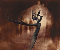 JAMES FEE - Coastal Crow, Monterey, sepia color, abstract, tree and bird