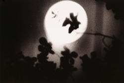 James Fee - Full Moon, black and white, photograph, moon, silhouette, tree, leaves