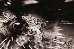 James Fee - Puffer, black and white, photograph, fish, eye