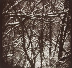 JAMES FEE - Tree Snow, Hannibal, MO, black and white with sepia, tree limbs, sticks, snowfall