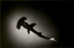 James Fee - Hammerhead, black and white, photograph, shark, aerial view, spotlight