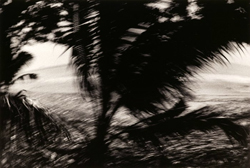 James Fee - Hurricane, black and white, photograph, palm tree, windy, storm