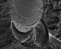 ROSE-LYNN FISHER - Antenna Joint 270x, photograph, bee, microscopic, abstract