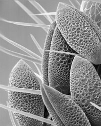 ROSE-LYNN FISHER - Antenna Pollen 1100x, photograph, bee, microscopic, abstract