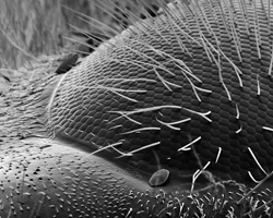 ROSE-LYNN FISHER - Elliptical Dome of Bee Eye 190x, photograph, bee, microscopic, abstract