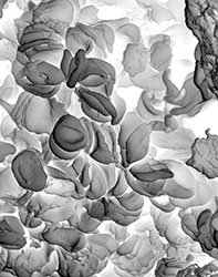 ROSE-LYNN FISHER - Bone2500x, photograph, microscopic, abstract, landscape