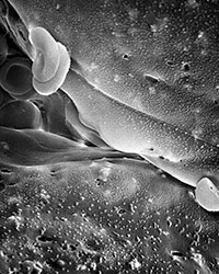 ROSE-LYNN FISHER - Bone3000x, photograph, microscopic, abstract, landscape