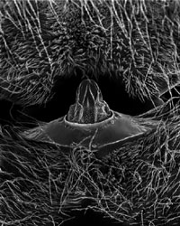 ROSE-LYNN FISHER - Petiole 70x, photograph, bee, microscopic, abstract