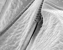 ROSE-LYNN FISHER  - Wing Seam 160x, photograph, bee, microscopic, abstract