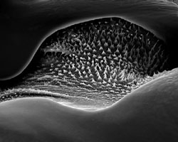 ROSE-LYNN FISHER - Wing to Body 550x, photograph, bee, microscopic, abstract