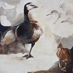 JAMES GRIFFITH - Barnacle Goose - Relative, painting, tar, bird, animal, floral, abstract, realism