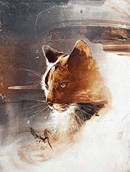 JAMES GRIFFITH - Cat - Relative, painting, tar, abstract, figurative, realism, animal