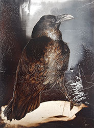 JAMES GRIFFITH - Raven - Relative, bird, painting, tar, figurative, animal, abstract, realism